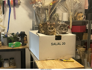 Anthony and cat  Pickle