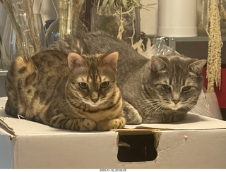 cats Pickle and Potato