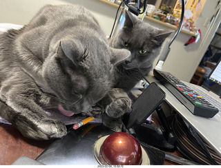 my cats Devin and Jane