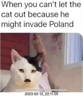 Facebook - cat might invade Poland
