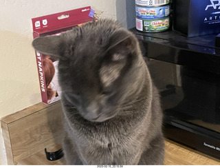 my cats Devin and Jane