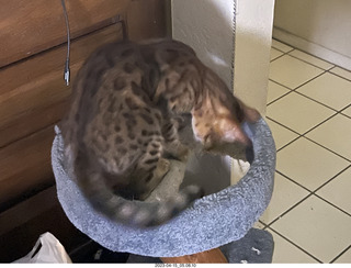 cat Pickle drinking from sink faucet