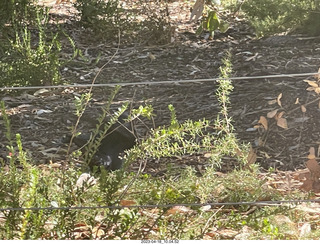 52 a1s. Astro Trails - Perth tour - Australian Botanical Garden