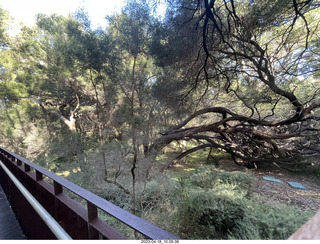 55 a1s. Astro Trails - Perth tour - Australian Botanical Garden - aerial walkway