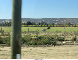 58 a1s. Astro Trails - wine-tasting tour - vineyard store - cows