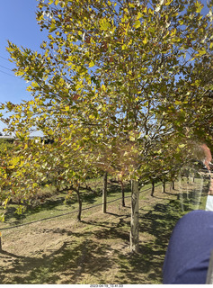 71 a1s. Astro Trails - wine-tasting tour - tree