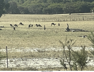 81 a1s. Astro Trails - wine-tasting tour - kangaroos (really)