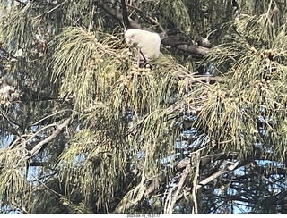 88 a1s. Astro Trails - wine-tasting tour - cockatoo bird