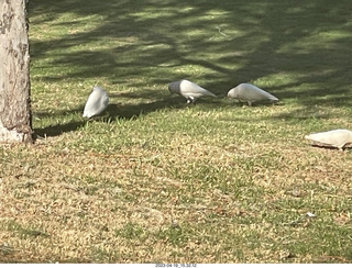 95 a1s. Astro Trails - wine-tasting tour - cockatoo birds