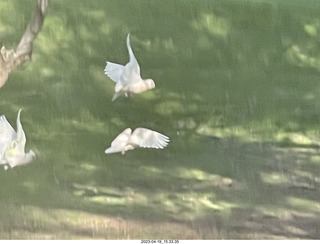 99 a1s. Astro Trails - wine-tasting tour - cockatoo birds in flight