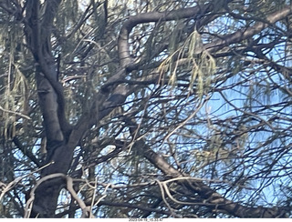 102 a1s. Astro Trails - wine-tasting tour - cockatoo bird hard to see in tree