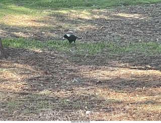 107 a1s. Astro Trails - wine-tasting tour - black and white bird