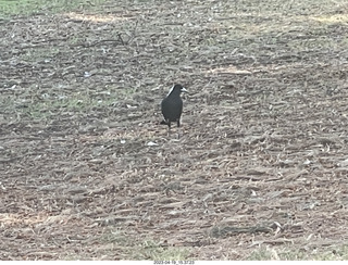 110 a1s. Astro Trails - wine-tasting tour - black and white bird