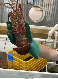 99 a1s. Astro Trails - Australia - lobsters tour