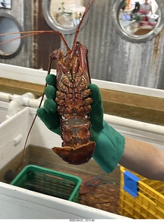 100 a1s. Astro Trails - Australia - lobsters tour