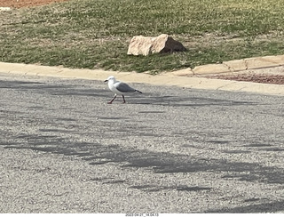 124 a1s. Astro Trails - Australia - lobsters - seagull-like bird