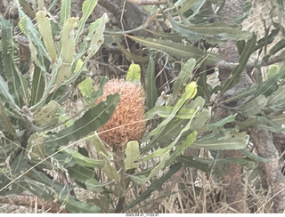 248 a1s. Astro Trails - Australia - rest stop - fruits