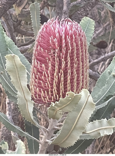 252 a1s. Astro Trails - Australia - rest stop - fruit