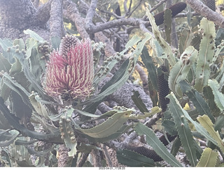 254 a1s. Astro Trails - Australia - rest stop - fruits