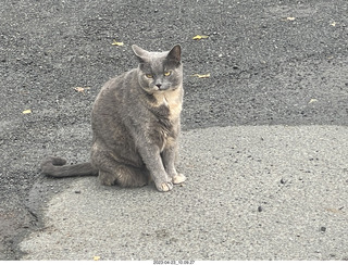 43 a1s. New Zealand driving to thermal hot springs near Rotorua - cat