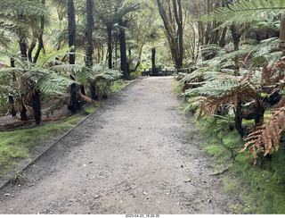 270 a1s. New Zealand - Hell's Gate - mud and thermal walk