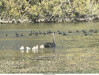 65 a1s. New Zealand - Huka Falls River Cruise - birds