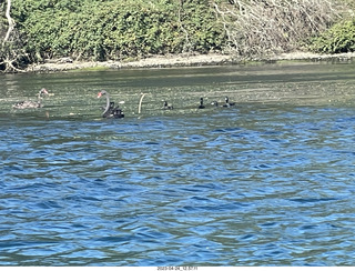 69 a1s. New Zealand - Huka Falls River Cruise + black swan