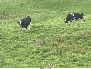 91 a1s. New Zealand - Spellbound Glowworm & Cave Tours - down to the cave - cows