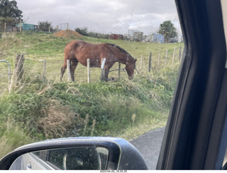 212 a1s. New Zealand - Spellbound Glowworm & Cave Tours - horse