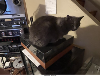 my cat Jane on my Linn turntable