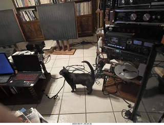 my cat Jane in my hifi room