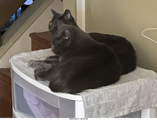 my cats Devin and Jane in my middle room