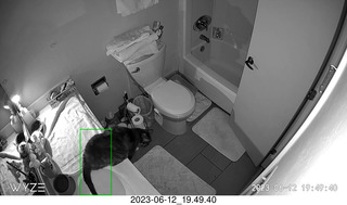 my cat Devin in my cat Miss Pris's space