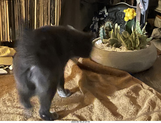 my cat Jane explores the cactus arrangement