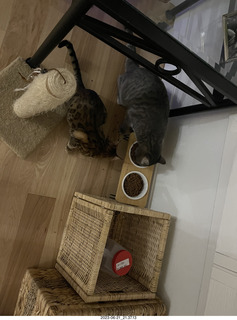 cats Pickle and Potato