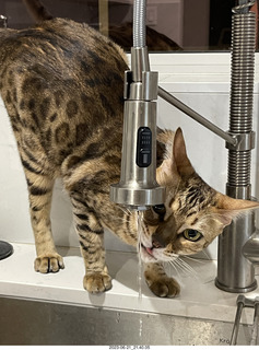 cat Pickle drinking from the faucet
