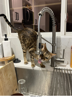 cat Pickle drinking from the faucet