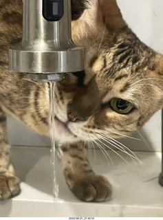 cat Pickle drinking from the faucet