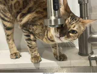 cat Pickle drinking from the faucet