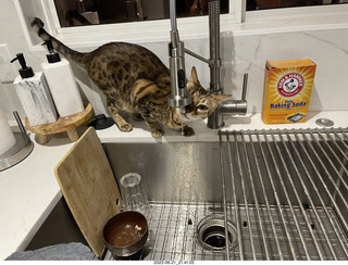 cat Pickle drinking from the faucet