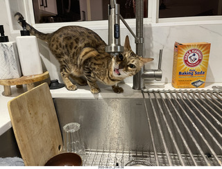cat Pickle drinking from the faucet