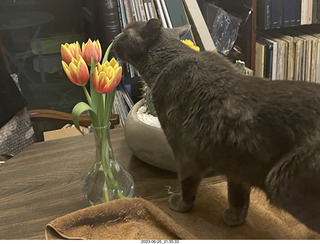 my cat Jane and my new flowers