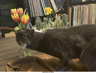 my cat Jane on my Linn turntable