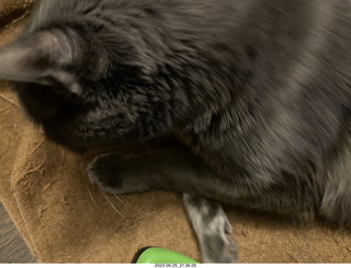 my cat Jane and my new-plants cactus planter