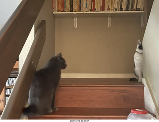 my new cat Scruffles