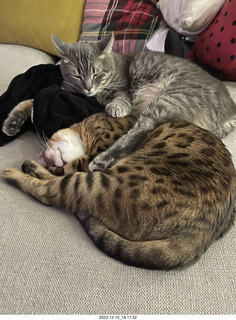 cat Potato in a cabinet with cat Pickle