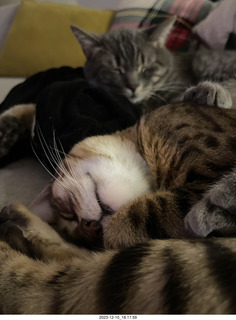 cat Potato in a cabinet with cat Pickle