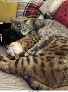 cat Potato in a cabinet with cat Pickle
