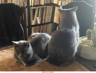 my new cat Scruffles and my cat Devin