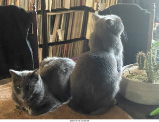 my new cat Scruffles and my cat Devin